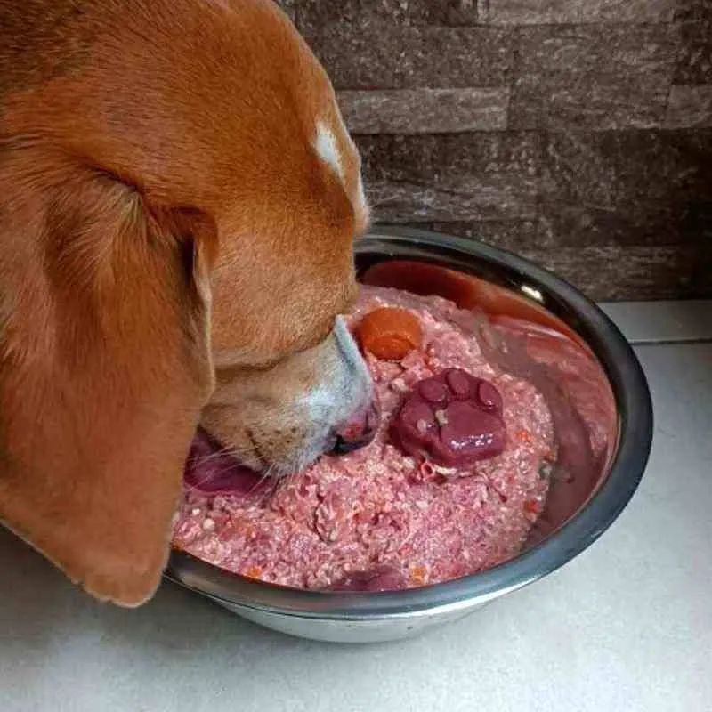 Perro comiendo su dieta BARF natural de CRUBO